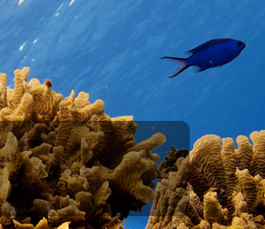 diving playa del carmen banner