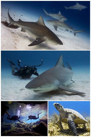 bull sharks diving expedition