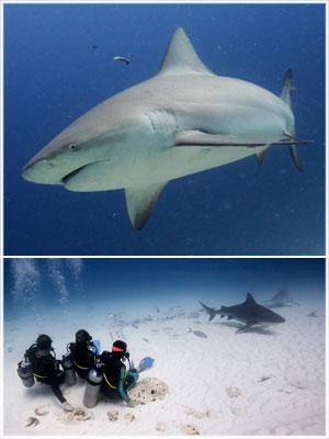 bull sharks dive package