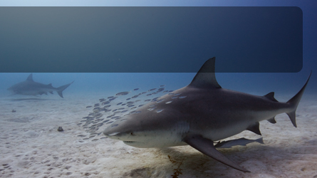 bull sharks dive trip banner