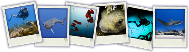 underwater photo and video