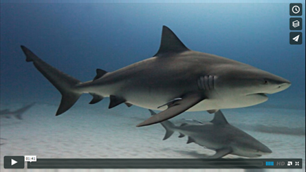 video about diving with bull sharks