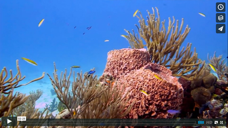 video about diving in cozumel