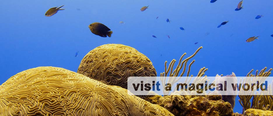 diving with deep deep down