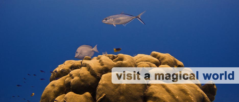 diving with deep deep down