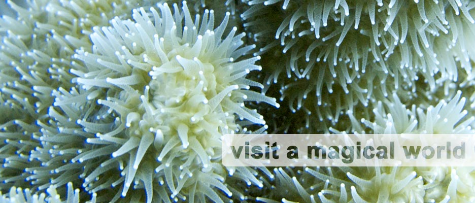 diving with deep deep down