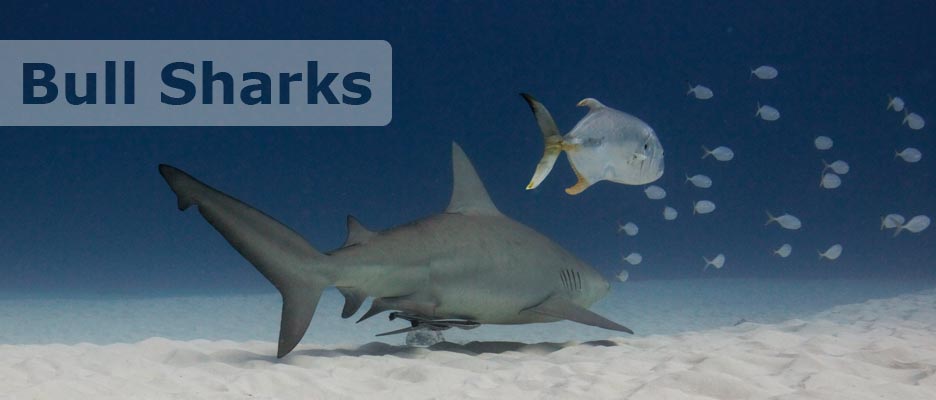 diving bull sharks with deep deep down