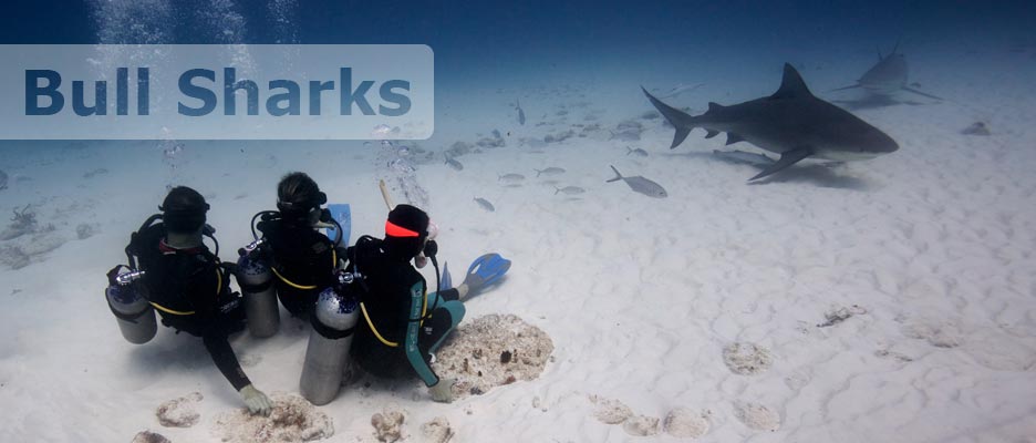 diving bull sharks with deep deep down