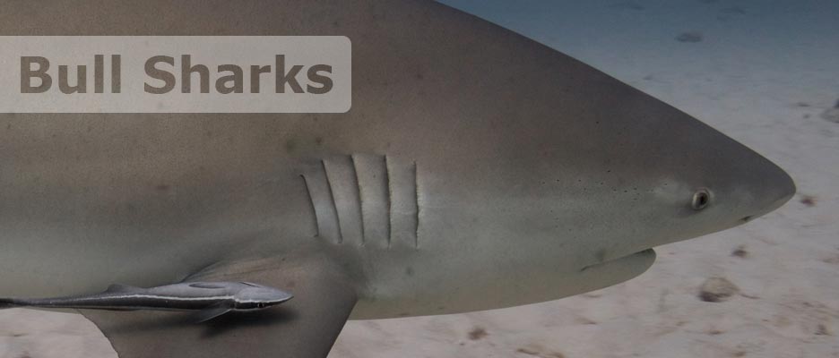 diving bull sharks with deep deep down