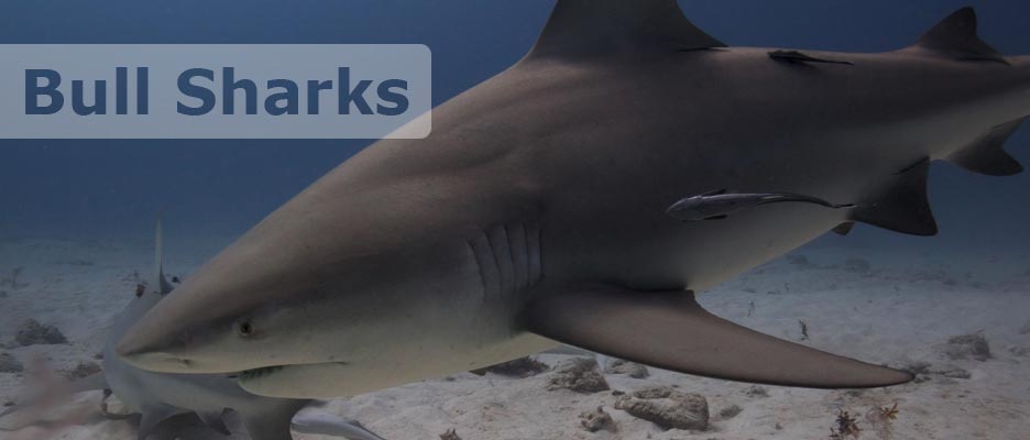 diving bull sharks with deep deep down