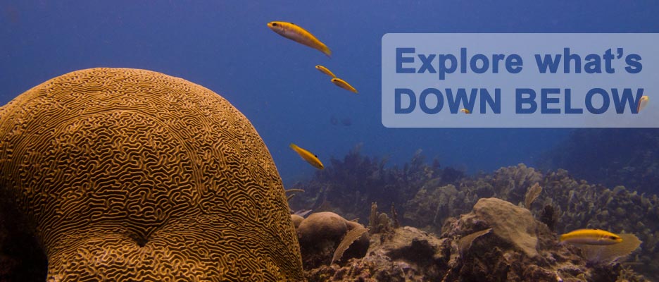 diving with deep deep down