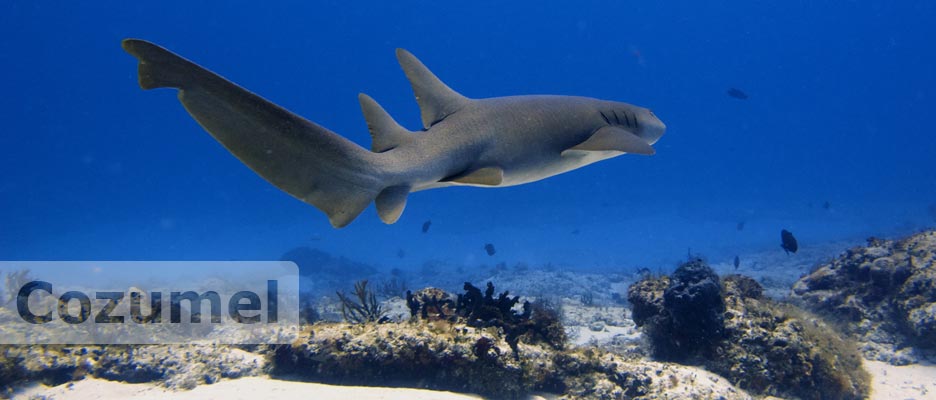 diving cozumel with deep deep down