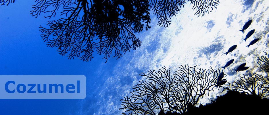 diving cozumel with deep deep down