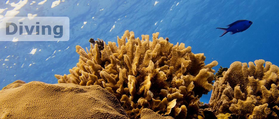 diving with deep deep down