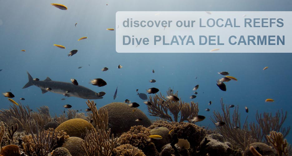 dive playa del carmen with deep deep down