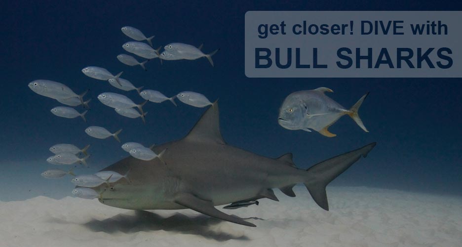 dive with the bull sharks and deep deep down