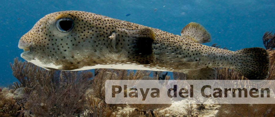 Diving Playa del Carmen with Deep Deep Down