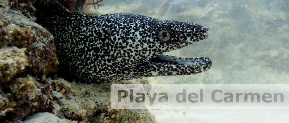 Diving Playa del Carmen with Deep Deep Down