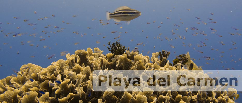 Diving Playa del Carmen with Deep Deep Down