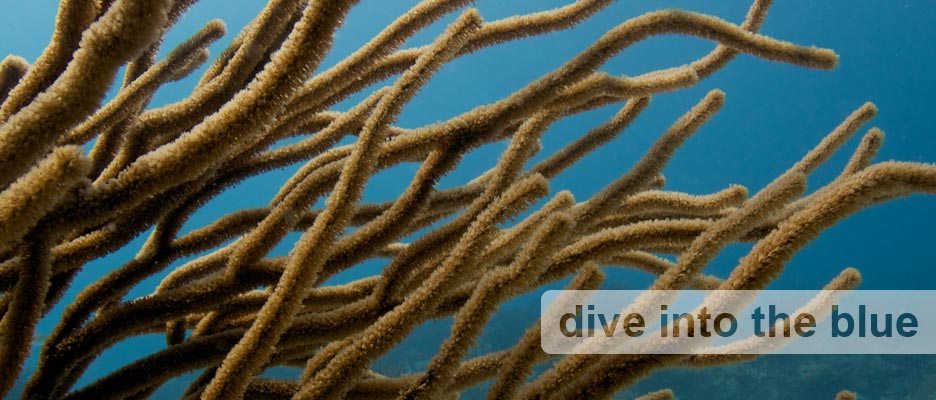 diving with deep deep down